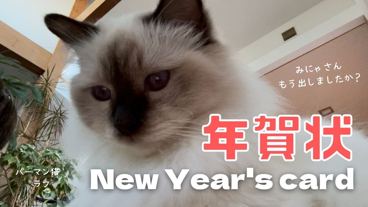 バーマン猫ラフ【年賀状】New Year's card（バーマン猫）Birman/Cat