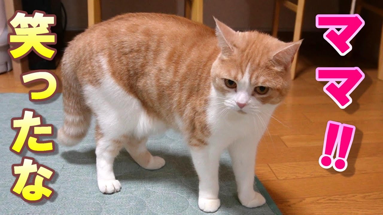 【オラオラ猫】鼻で笑ったら八つ当たりされました【スコティッシュフォールド】【アビシニアン】