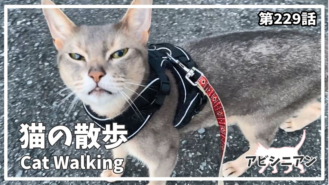 [229話] (アビシニアン) 毎日の猫散歩 Cat walking