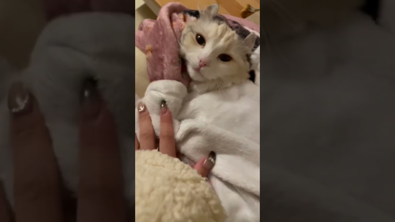 お包みされてぬくぬくな猫、ぼーっとしてしまう #アメリカンカール #猫