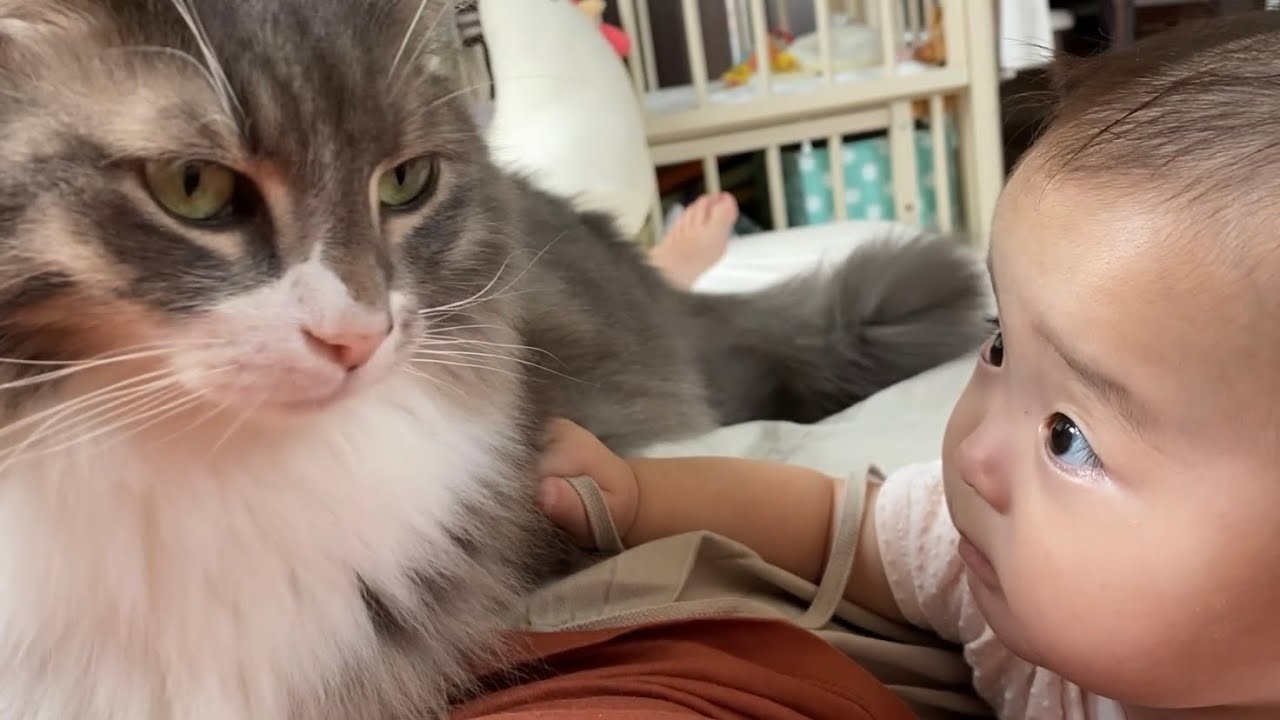 赤ちゃんと一緒に甘える猫　ノルウェージャンフォレストキャットA cat that wants to be stroked with a baby. Norwegian Forest Cat.