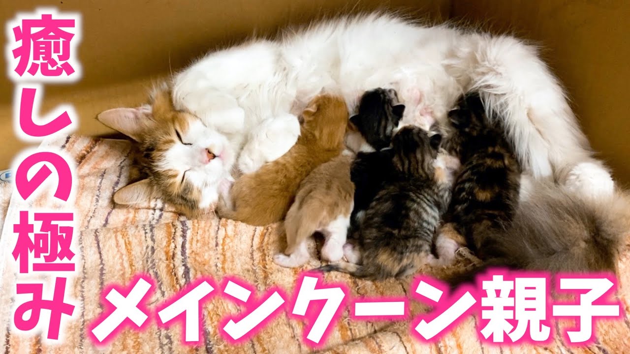 【激かわ】メインクーン親子に密着！【赤ちゃん猫】