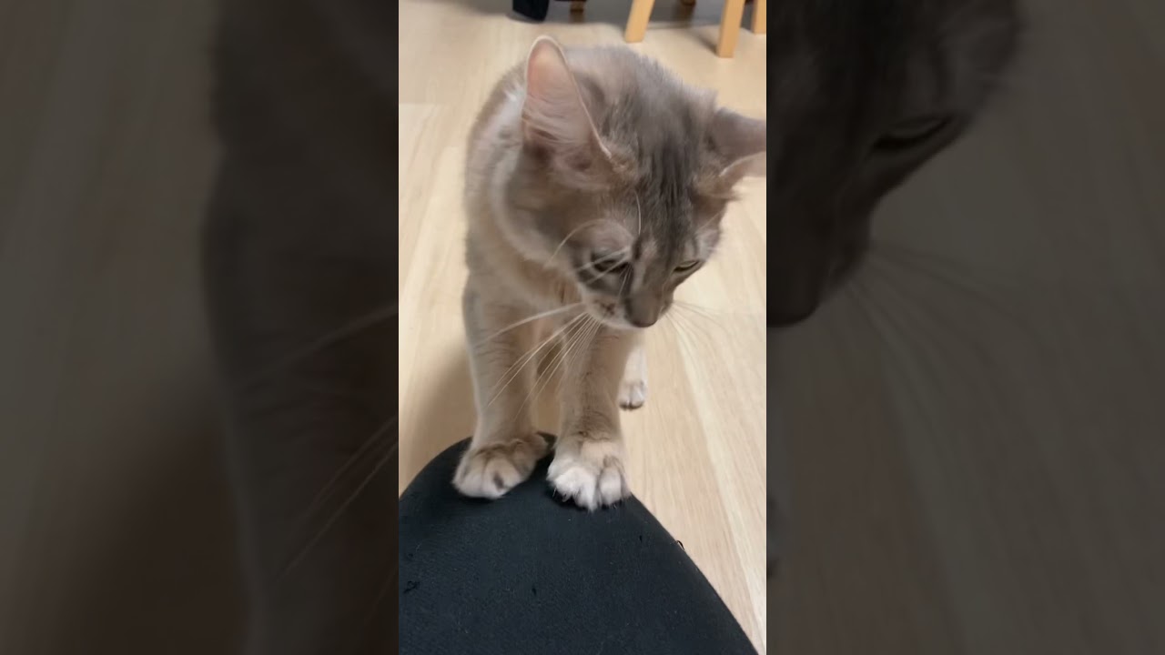 爪研ぎになれる幸せ　#cat #子猫 #猫 #ソマリ