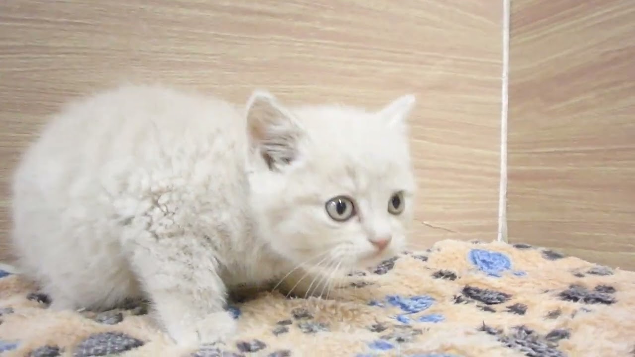 00603596 ブリティッシュショートヘアー