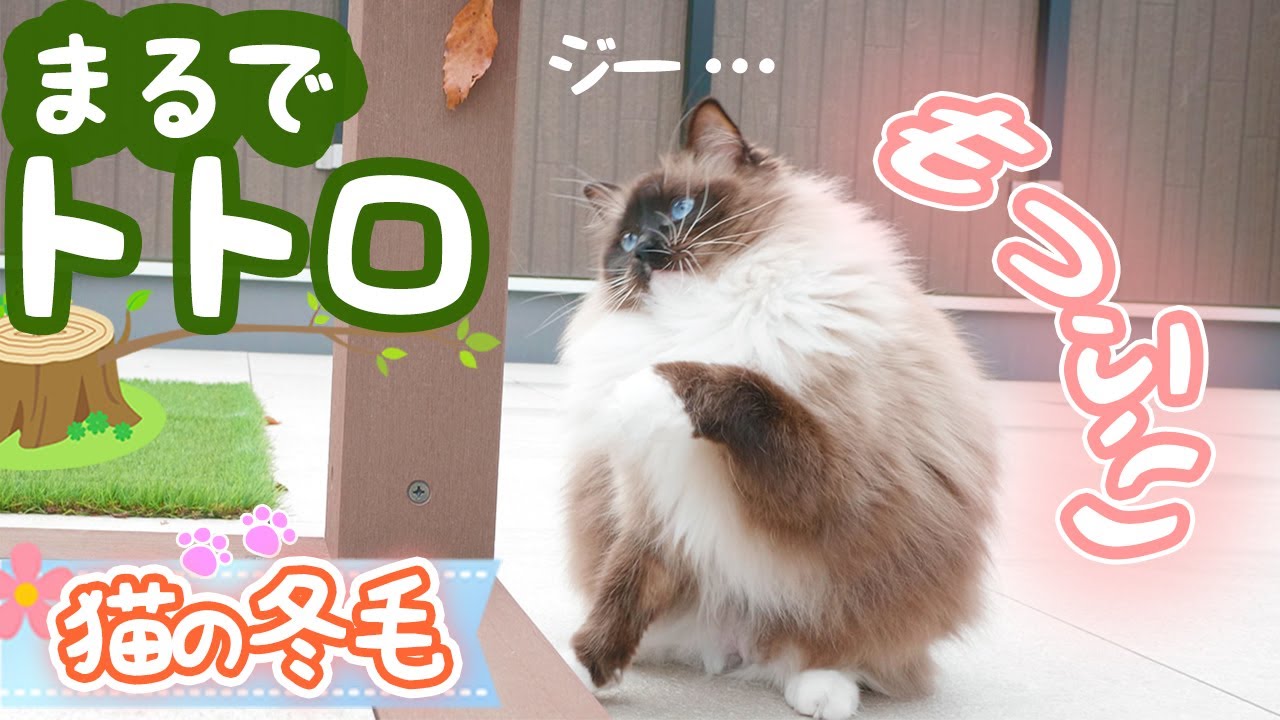 ラグドール猫が冬毛で膨らみました！落ち葉にかわいい猫パンチ♪
