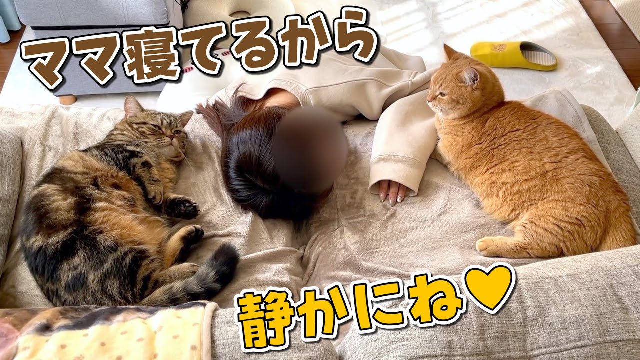 寝落ちしたママの側から離れない愛猫たちが可愛すぎる！