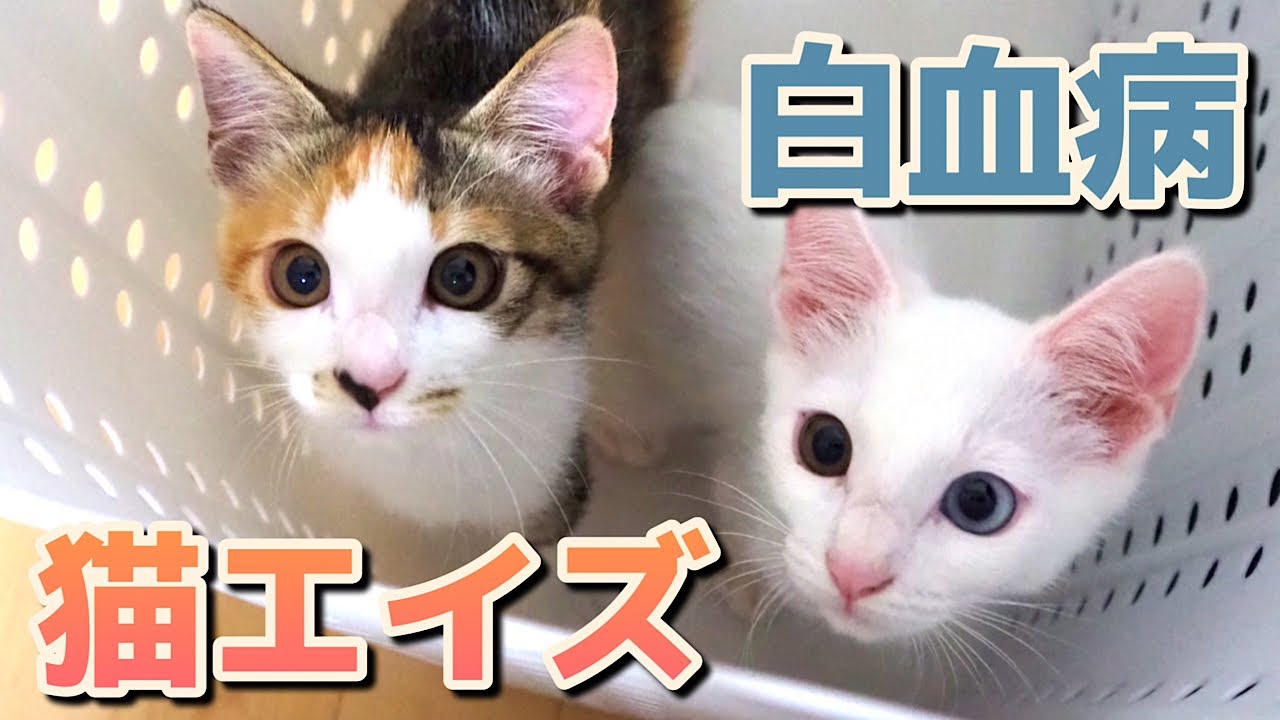 【子猫の健康診断】保護して1ヶ月後の子猫たちが血液検査をした結果
