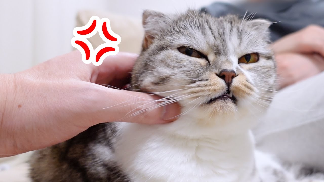愛猫ぐうを怒らせてしまいました［スコティッシュフォールド］