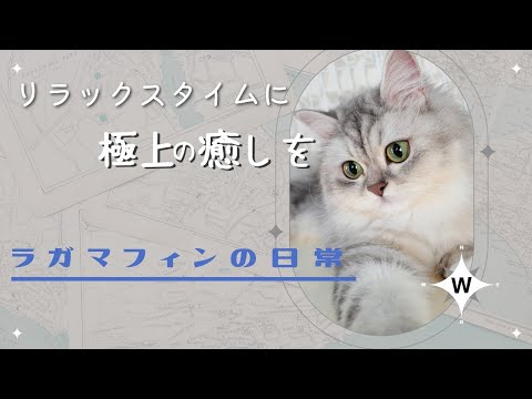 ラガマフィンの猫部屋さんぽ