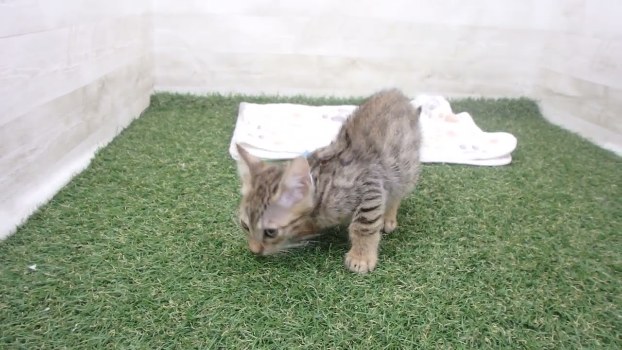 00597983 エジプシャンマウ