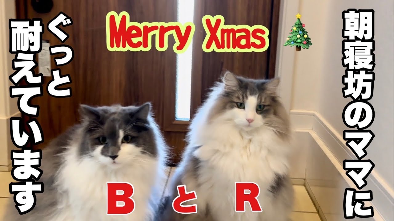 クリスマスだって日曜だって関係ない！猫たちのお世話に休み無し💦不満面のノルウェージャンフォレストキャット（笑）