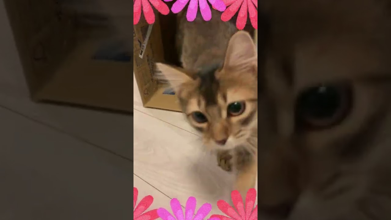 子猫が初めて箱に入った！ #猫動画 #ソマリ #shorts