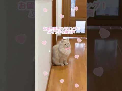 猫のお留守番！ 鳴きまくる？ぶりっ子なラガマフィン #shorts