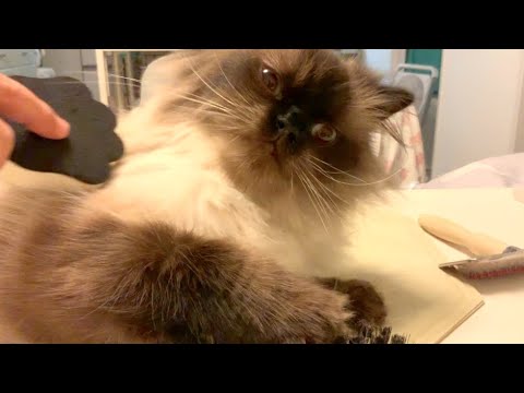たらちゃんのブラッシング　ヒマラヤン