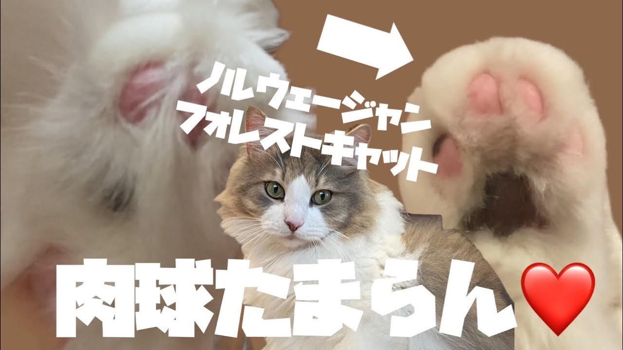 一年ぶりの肉球ハミ毛カット中爆睡するノルウェージャンフォレストキャットが可愛すぎる。