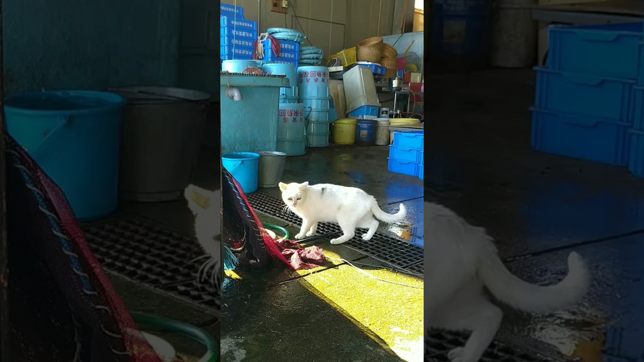 Island cats sneak into fishing port 漁港に潜入する島猫