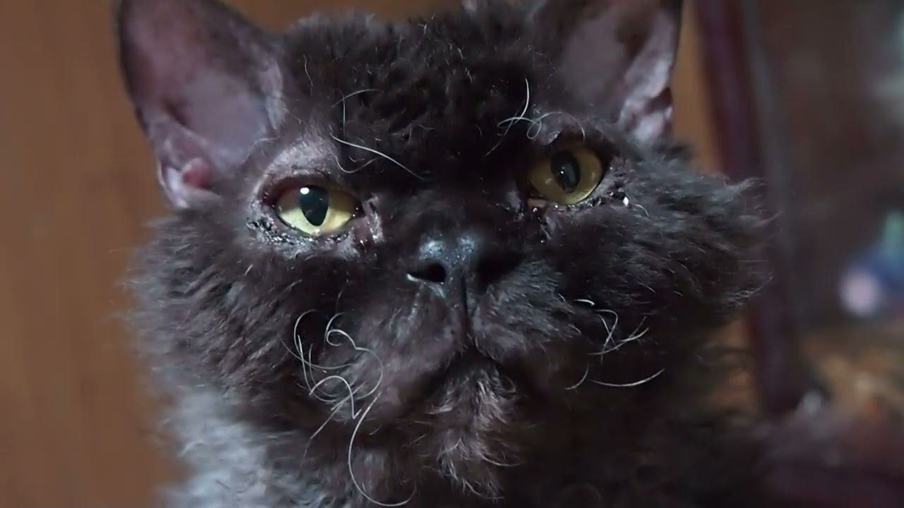 Shuan the selkirk rex. セルカークレックスのシュワン