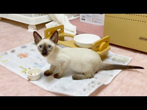 シャム猫リズ、フード切り替えました【Siamese LIZ became able to eat dry food】
