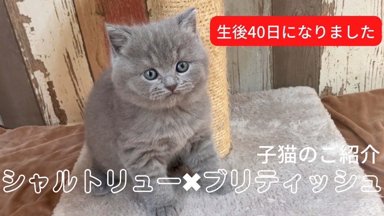 【シャルトリュー✖️ブリティッシュショートヘア】予想以上の出来にビックリ！