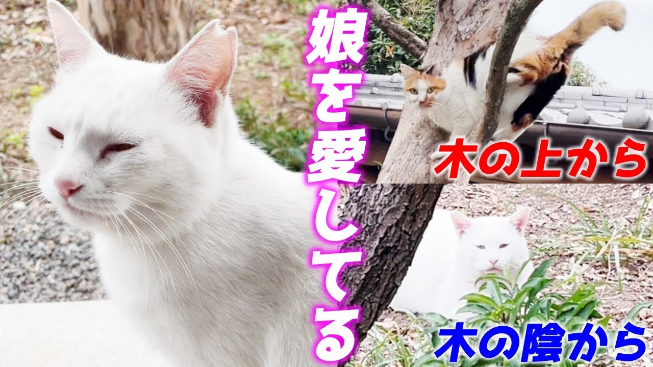 姫様すぎる庭子猫はあらゆる方向から両親猫に見守られているんです…♡[三毛猫家族]