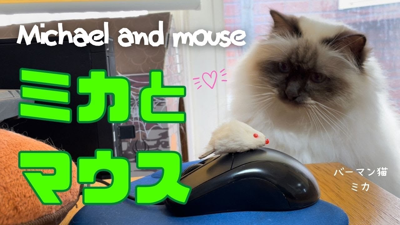 ついつい手が出るニャ【ミカとマウス】Michael and mouse（バーマン猫）Birman/Cat