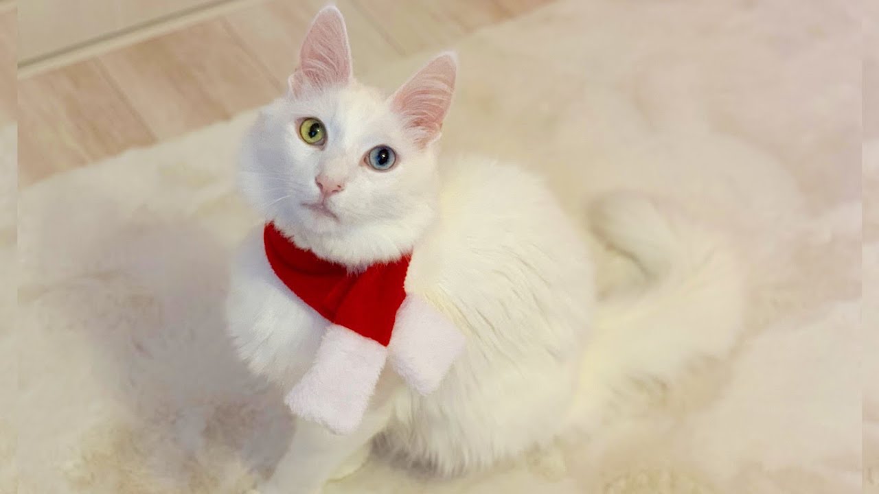 【クリスマス】コスプレパーティーしたよ🎅🏼🎄ノルウェージャンフォレストキャットとターキッシュアンゴラ