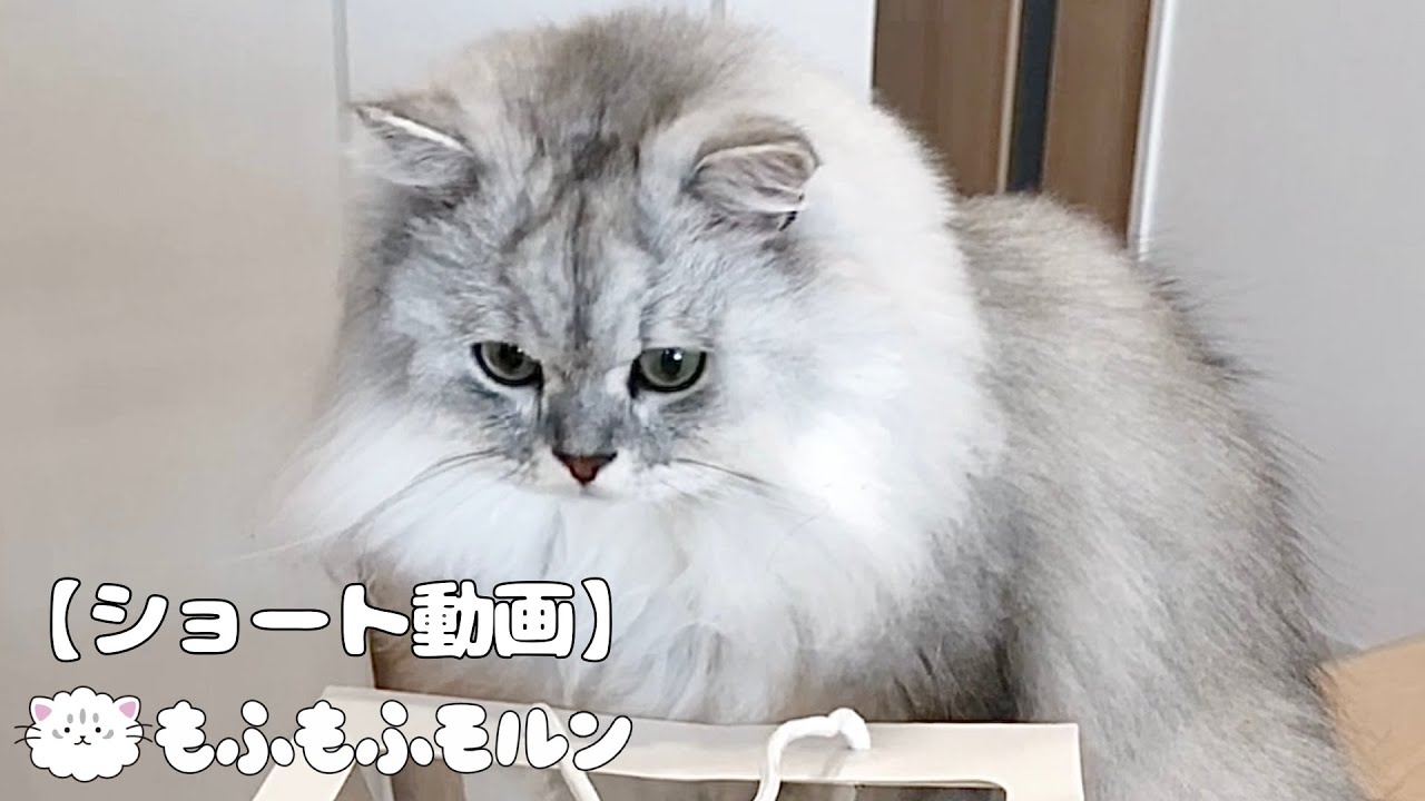 特殊な紙袋が気になる猫 【サイベリアン】 #Shorts