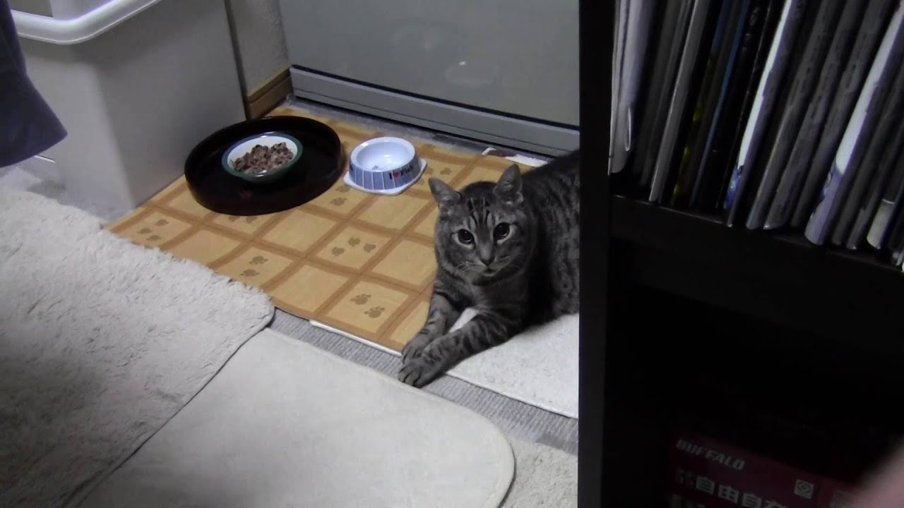 猫１９歳　オシキャット（Ocicat）