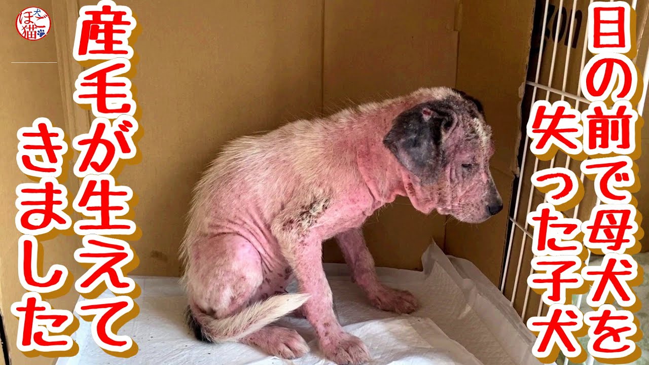 【子犬　保護犬　子猫】　目の前で母犬を失ったボロボロの子犬　産毛が生えてきました
