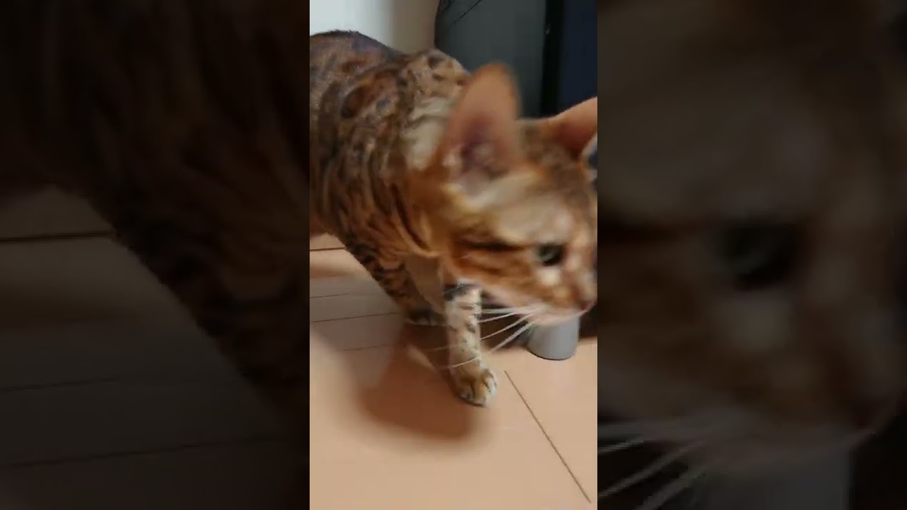 ハッスルしてるベンガル猫