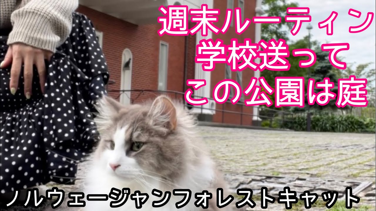 【ノルウェージャンフォレストキャットよく鳴く】高校生送迎して公園散歩でよく喋りまくる猫