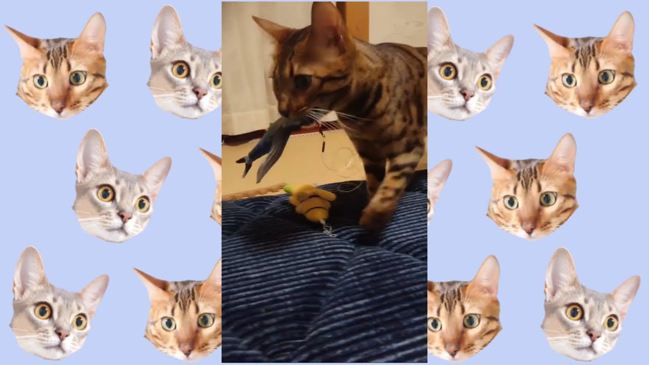 お魚くわえたドラ猫（ベンガル猫とアビシニアン）#shorts