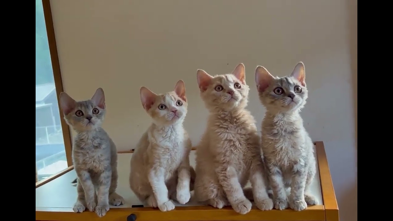 セルカークレックス 【ブルートービィ】◎フワモコカール女の子◎