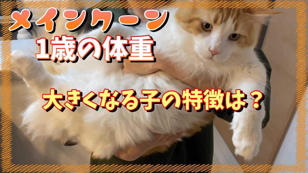 1歳の体重測定される猫達【メインクーン】