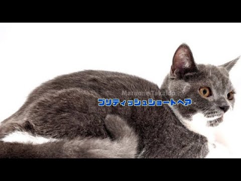 【ブリティッシュショートヘアー】とっても甘えんぼ