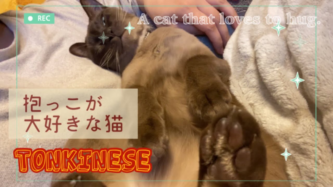 僕幸せにゃ❤️抱っこ大好きな鈴ちゃん　[ トンキニーズ ]