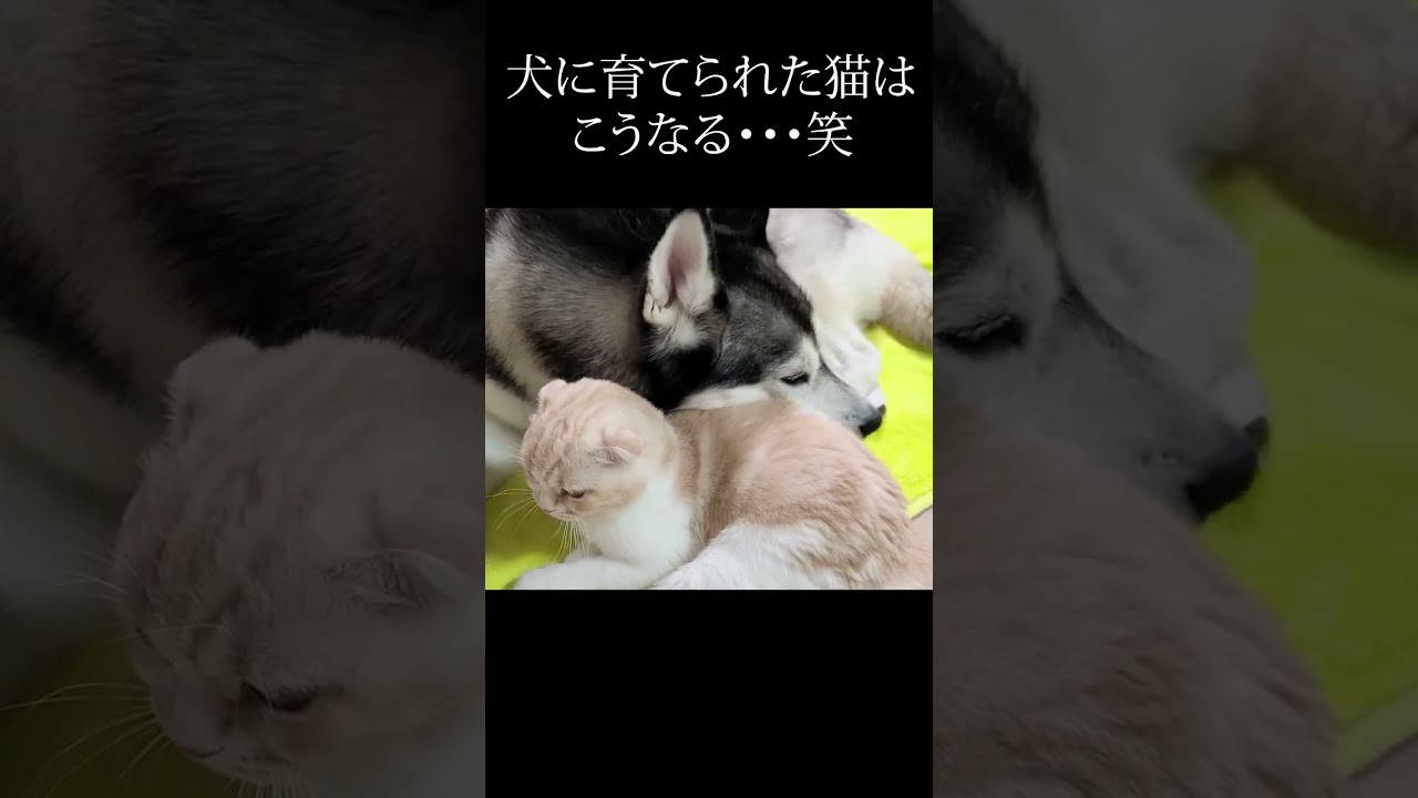 家出したと思った子猫を見つけ思わずかじってしまったハスキー犬