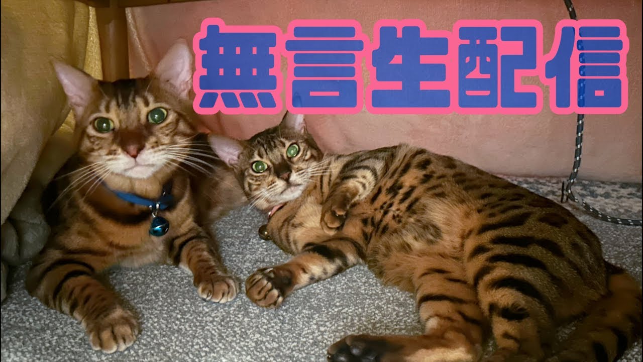 【無言生配信🎄】クリスマスラストに無言で猫撮ります📹