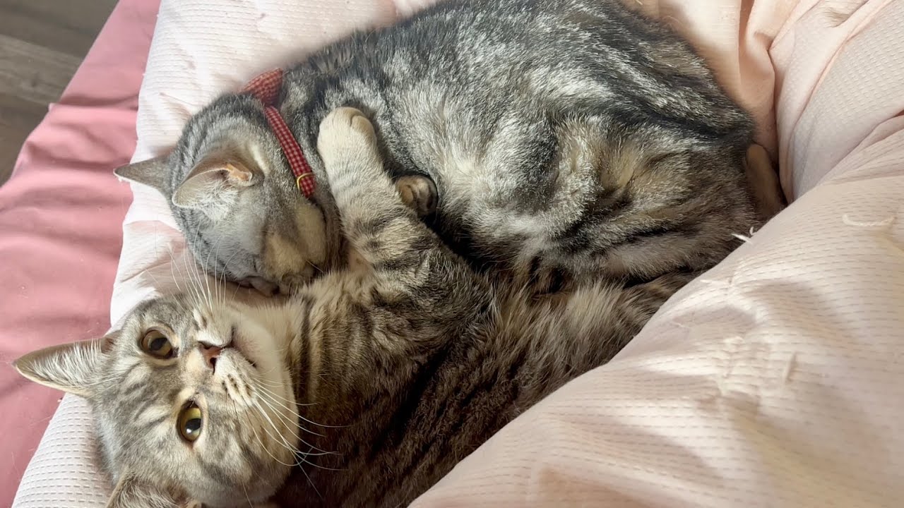 朝、目が覚めたらあいちゃんとおぎんくんが抱き合って寝てました！