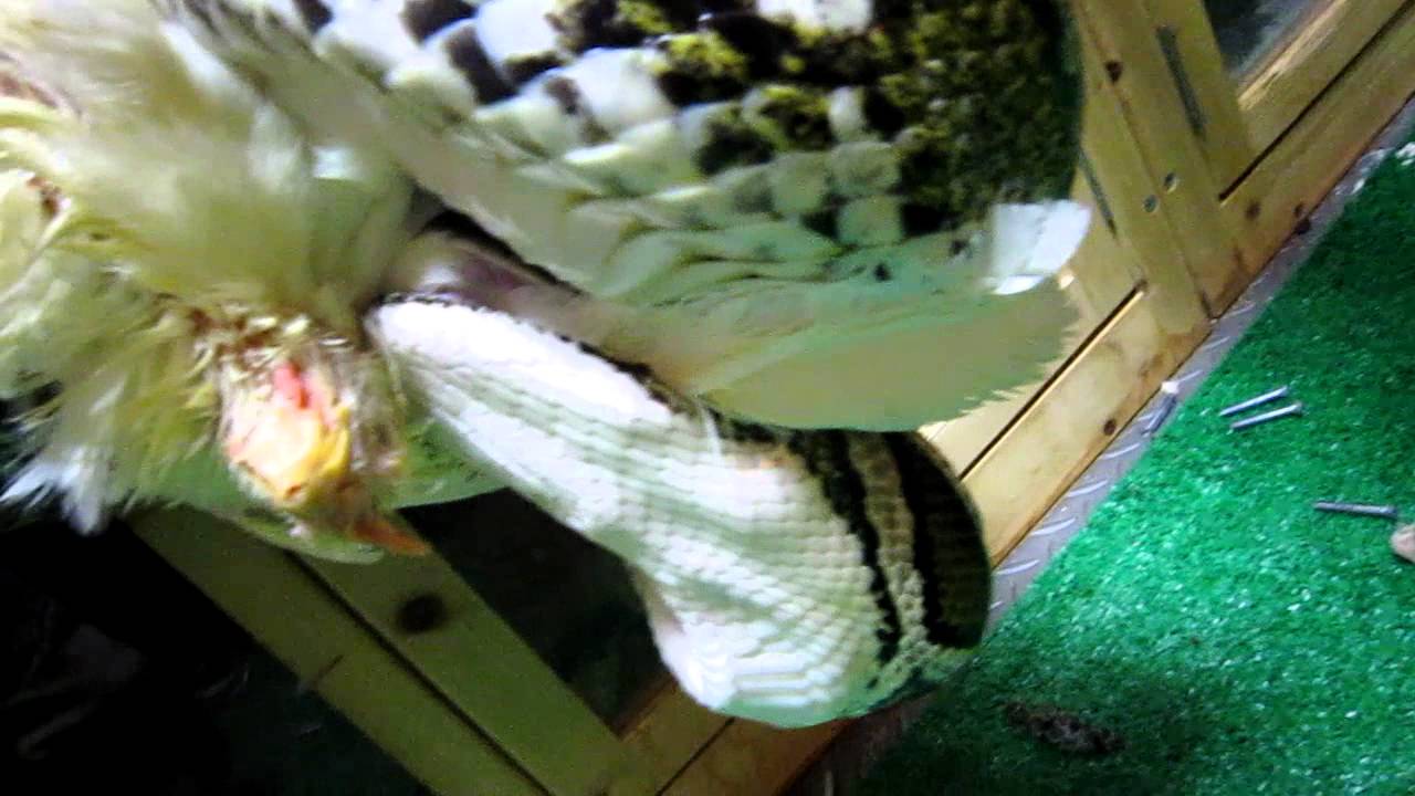 バーミーズパイソン