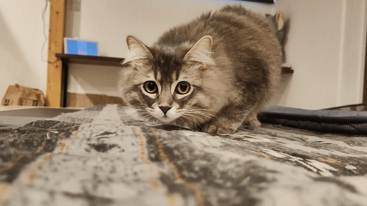 ウチのサイベリアンの新入り子猫のしっぽがデカすぎてやばいです…【サイベリアンのラフィ#235】