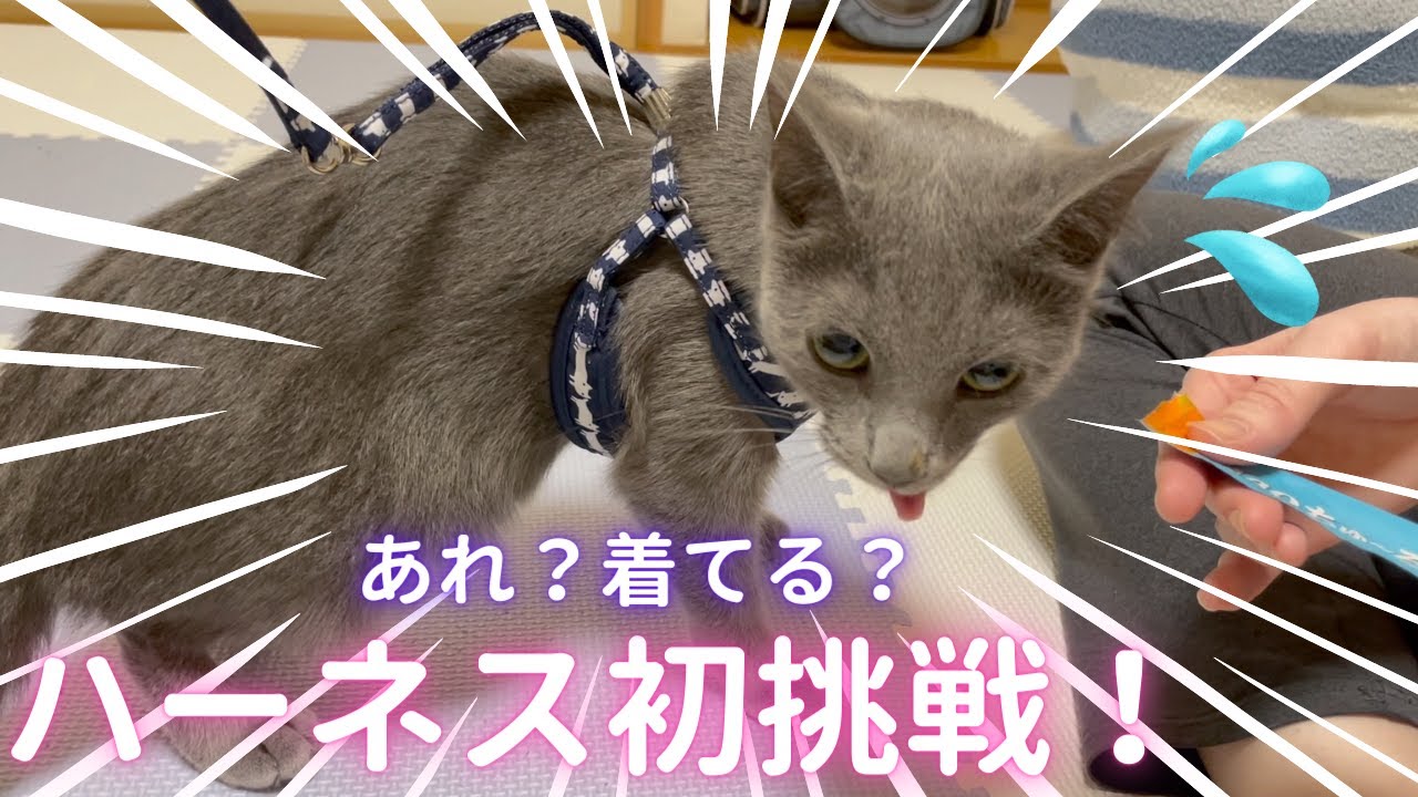 ハーネスに初挑戦した結果（ロシアンブルー）