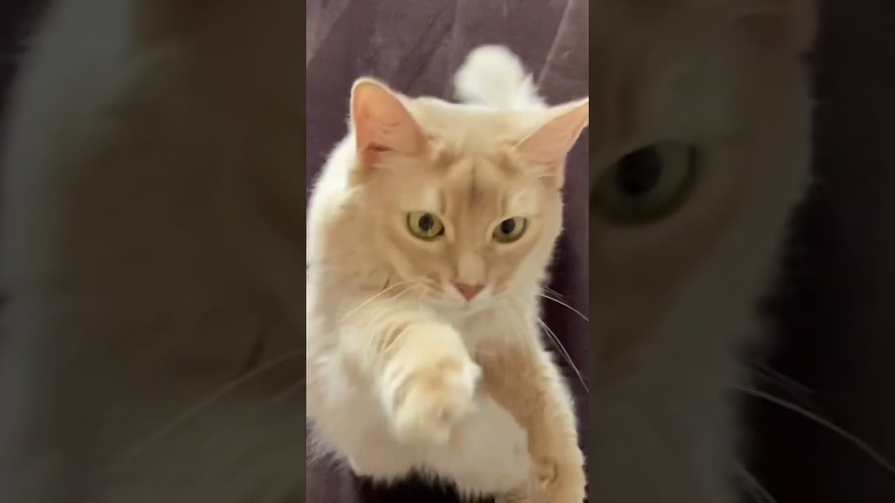 たっち#shorts #猫 #ソマリ #タッチ