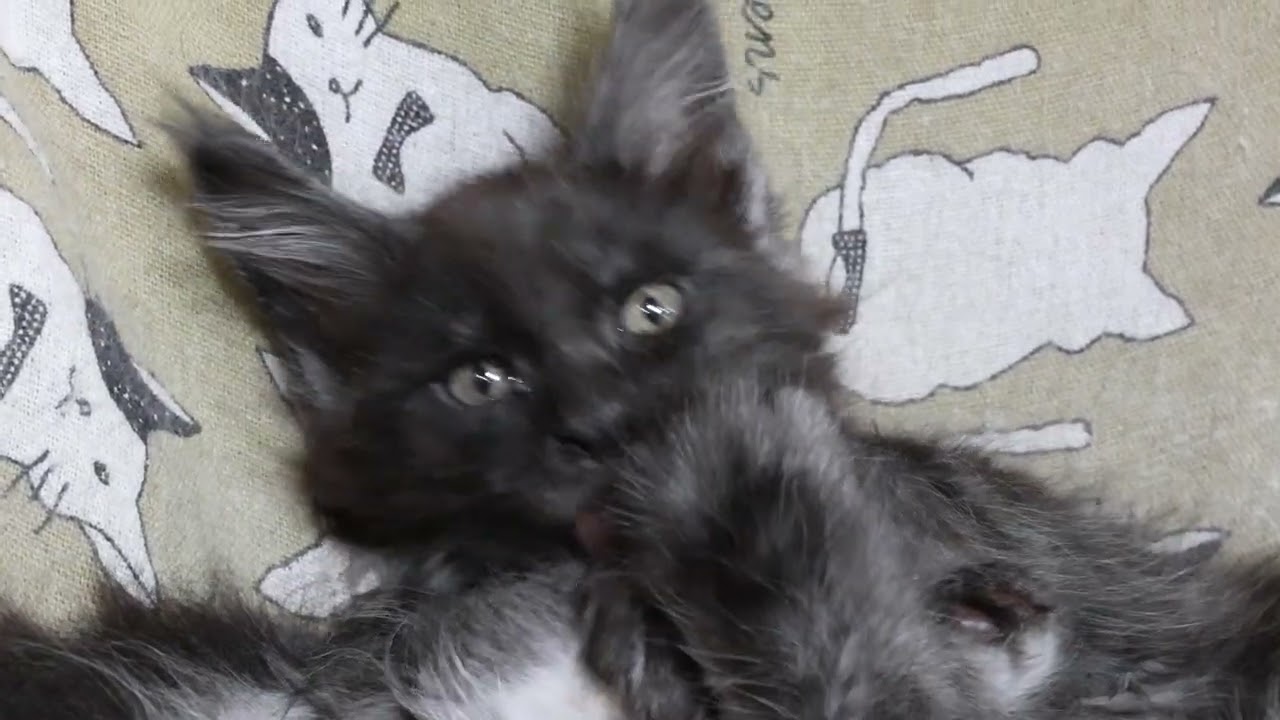 メインクーン子猫ルシファー君お渡し