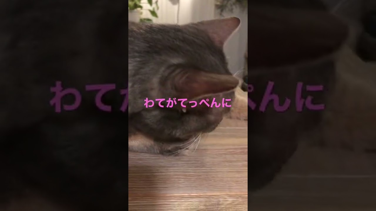 あの曲に合わせ♪(誓い)#shorts #猫動画 #まな猫#cat #アビシニアン