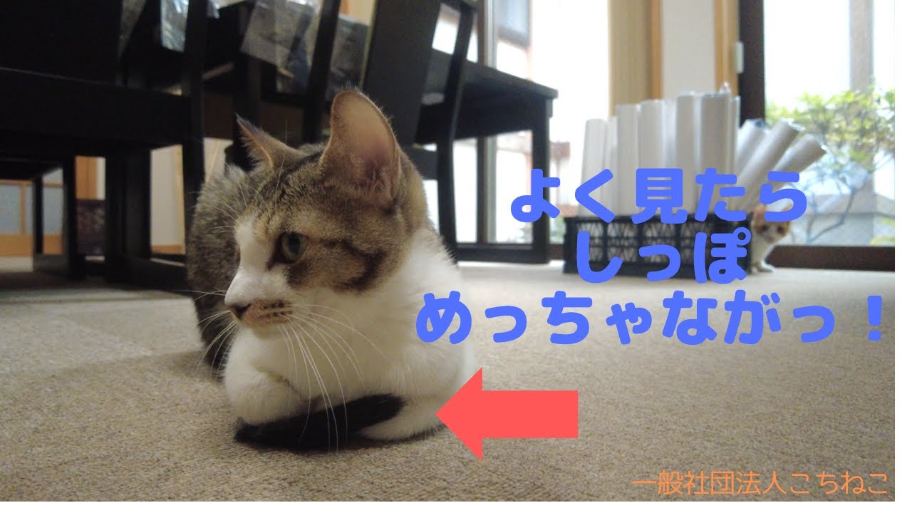 たけやぶくん、しっぽが長いよ！【保護猫】