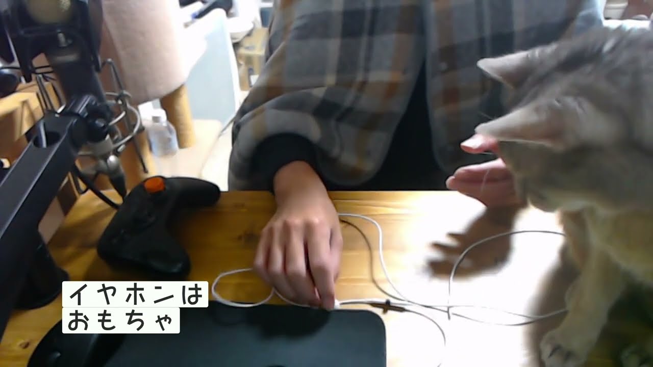 【アビシニアン】PC作業してると必ず起きる現象【ねこあるある】