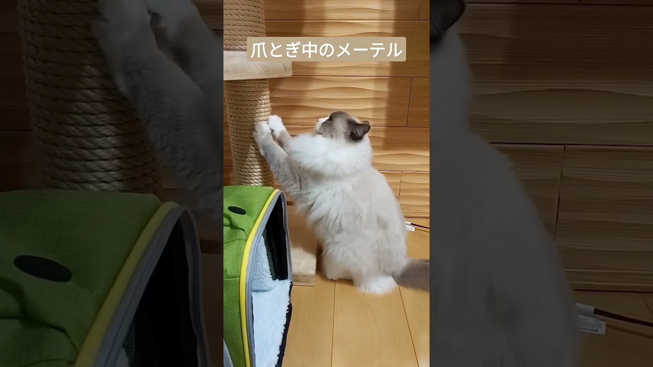 今日も頑張って爪とぎしているラグドールのメーテルさん　#shorts