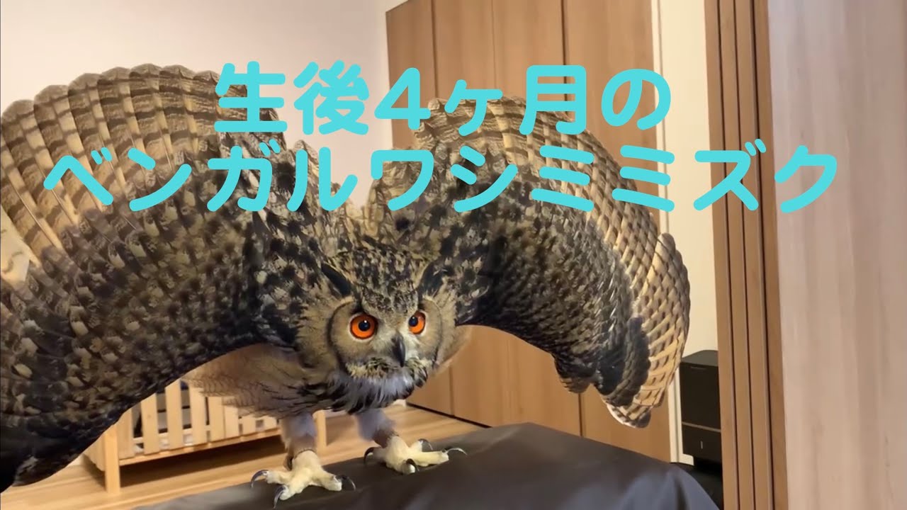 【ベンガルワシミミズク】#74 生後4ヶ月のフクロウさん INDIAN EAGLE OWL 4 MONTHS AFTER HATCHING