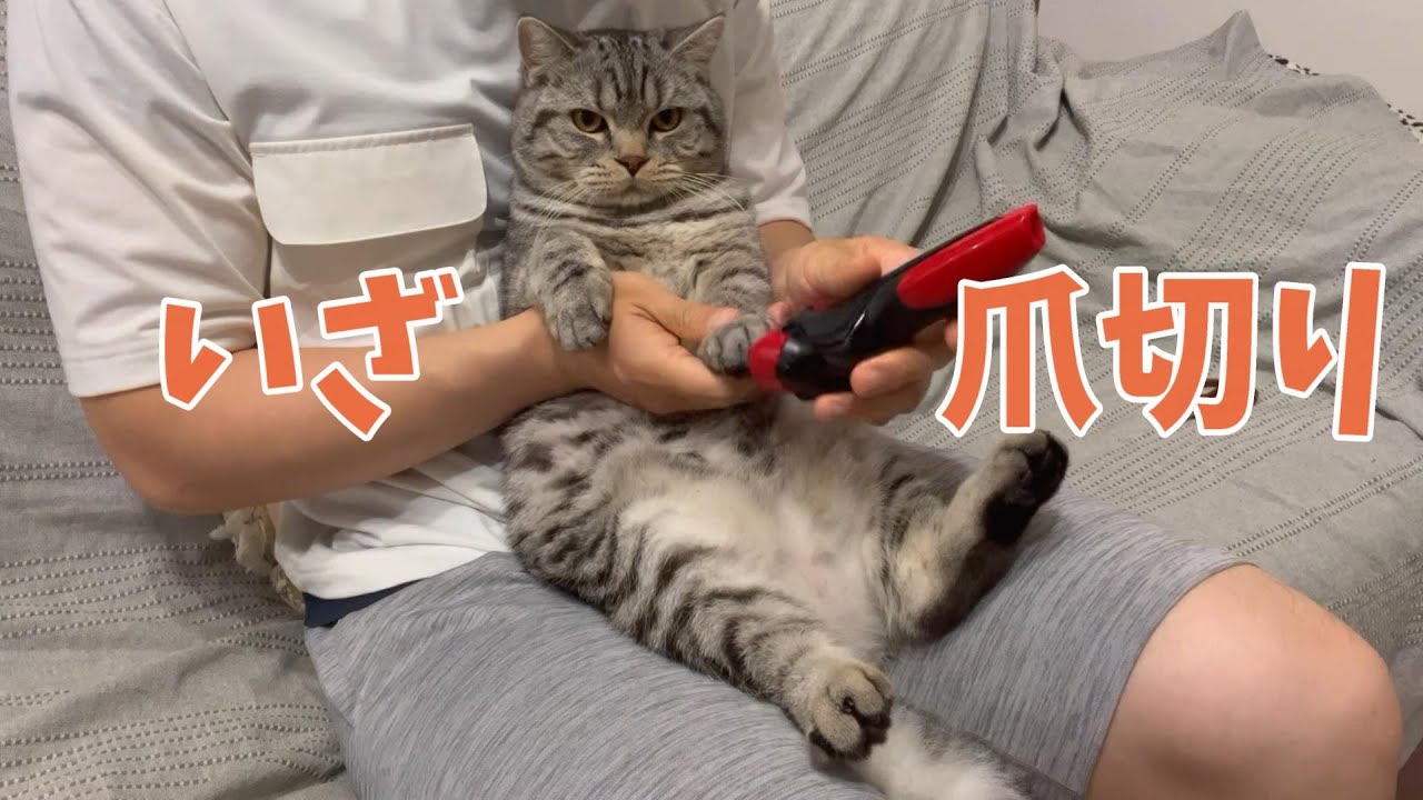 爪切りに挑むスコティッシュフォールド。子猫お迎えからの日記 #shots